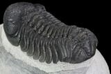 Detailed Austerops Trilobite - Ofaten, Morocco #91922-4